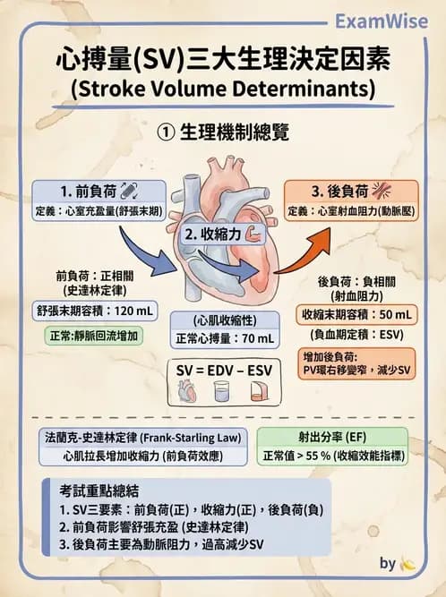 物治 - 心臟血管生理 - AI 圖文解析預覽