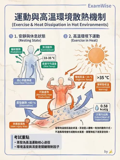 物治 - 運動與環境心肺生理 - AI 圖文解析預覽