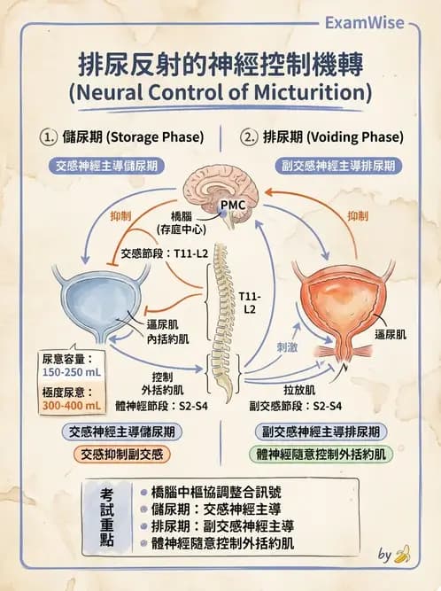 物治 - 消化泌尿系統生理 - AI 圖文解析預覽