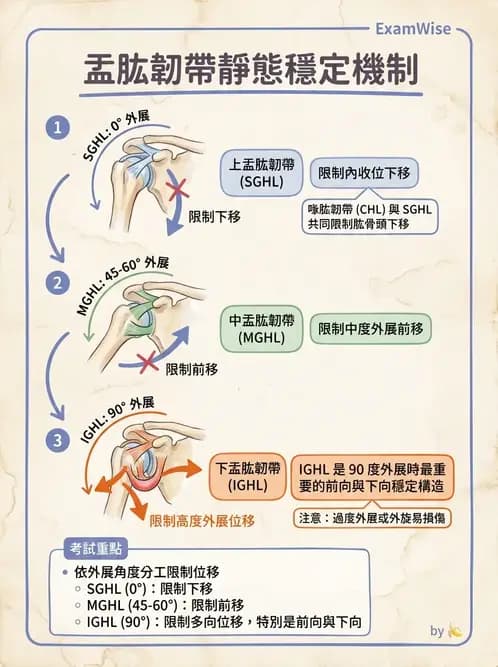 物治 - 肩關節複合體生物力學 - AI 圖文解析預覽