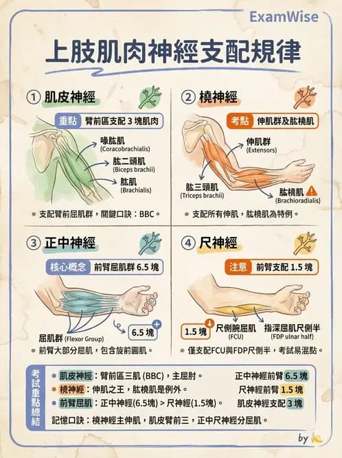 物治 - 肘關節與前臂生物力學 - AI 圖文解析預覽