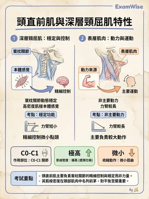 物治 - 頸椎肌動學與生物力學 - AI 圖文解析預覽