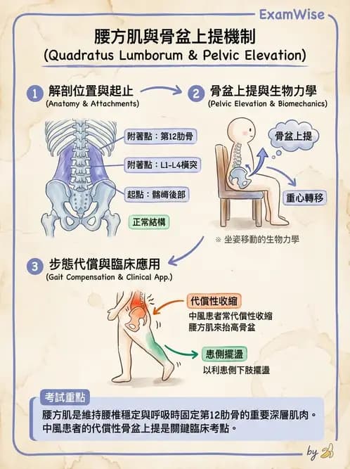 物治 - 日常功能動作與工效學 - AI 圖文解析預覽
