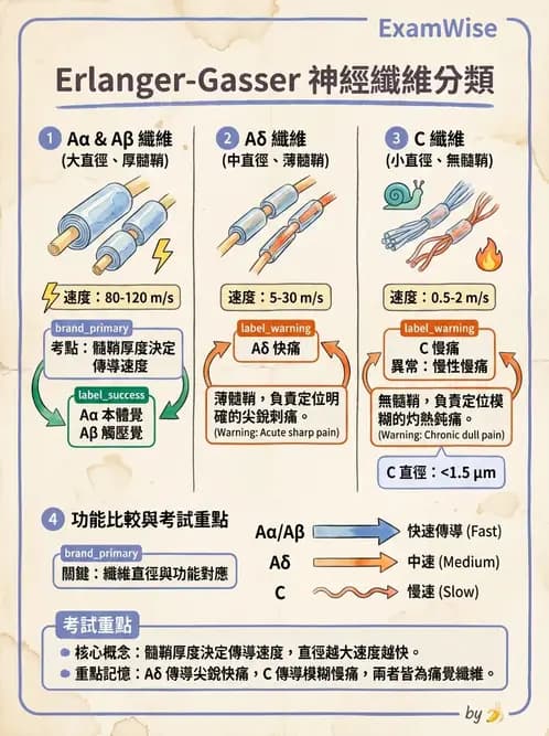 物治 - 脊髓與周邊神經疾病 - AI 圖文解析預覽
