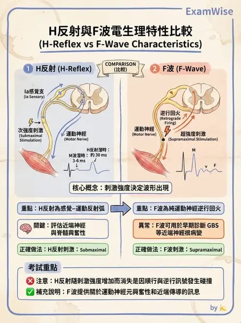 物治 - 電生理診斷 - AI 圖文解析預覽