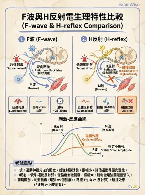 物治 - 電生理診斷 - AI 圖文解析預覽