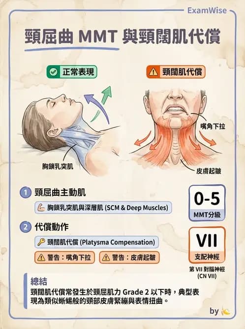 物治 - MMT通則、頭頸與軀幹 - AI 圖文解析預覽