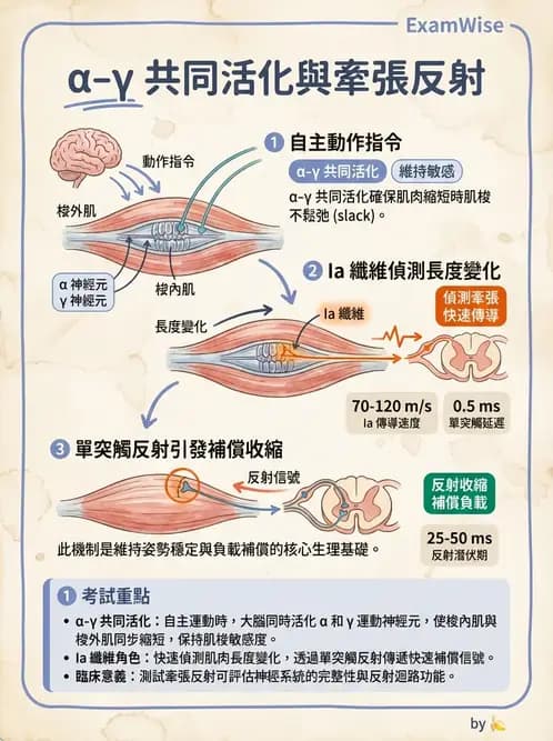 物治 - 動作控制理論 - AI 圖文解析預覽