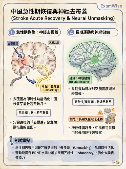 物治 - 神經可塑性 - AI 圖文解析預覽