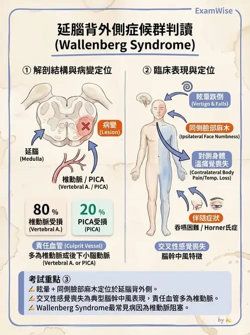 物治 - 腦中風病理與血管解剖 - AI 圖文解析預覽