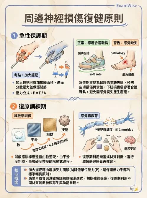 物治 - 周邊神經損傷與復健 - AI 圖文解析預覽