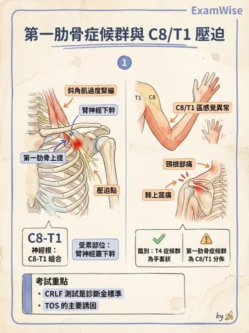 物治 - 胸椎與肋骨 - AI 圖文解析預覽