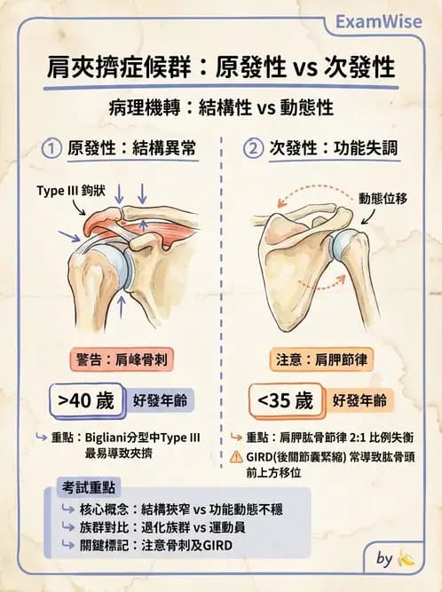 物治 - 肩關節夾擠與旋轉肌袖 - AI 圖文解析預覽