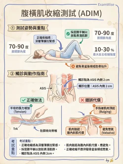 物治 - 腰椎穩定訓練與治療原則 - AI 圖文解析預覽