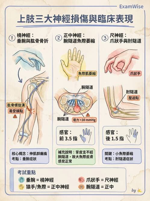 專師 - 上肢與手部疾病 - AI 圖文解析預覽