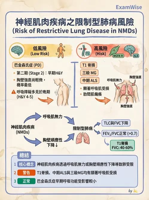 物治 - 呼吸解剖、生理與力學 - AI 圖文解析預覽