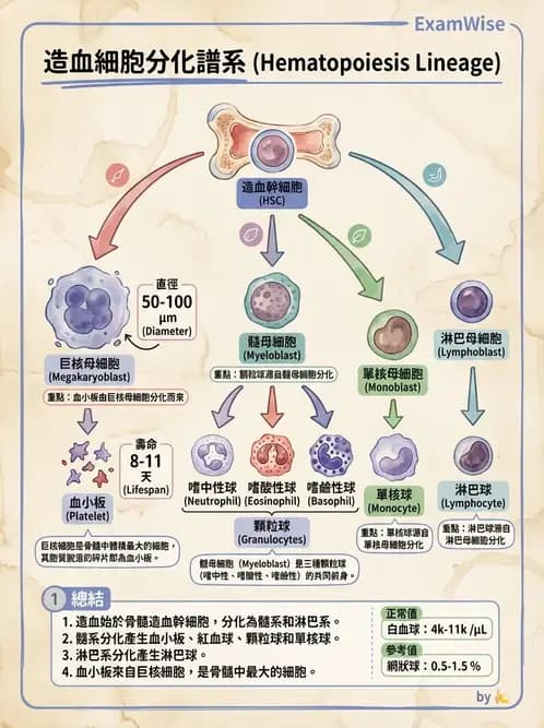 物治 - 心臟血管與血液解剖 - AI 圖文解析預覽