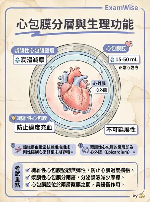 物治 - 心臟血管與血液解剖 - AI 圖文解析預覽