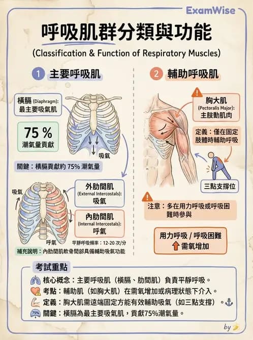 物治 - 呼吸系統解剖 - AI 圖文解析預覽