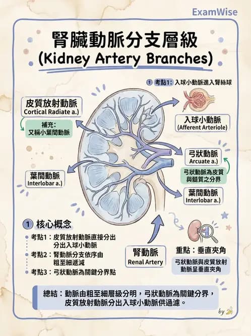 物治 - 消化泌尿生殖系統解剖 - AI 圖文解析預覽