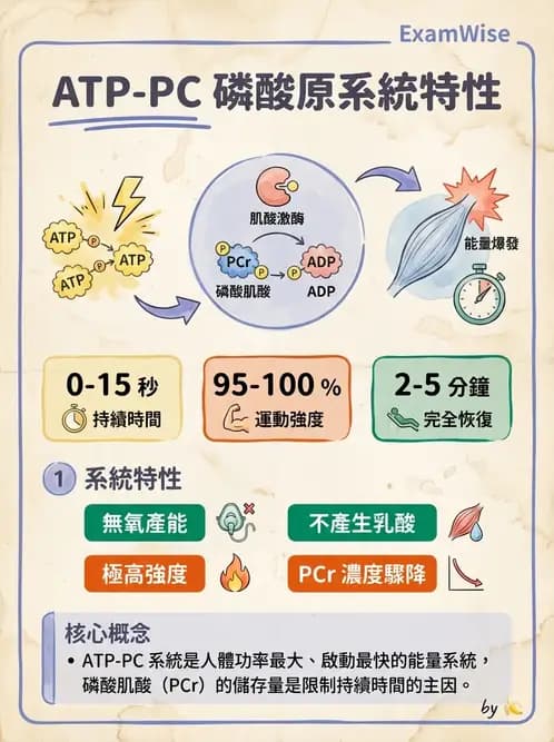 物治 - 能量代謝與運動適應 - AI 圖文解析預覽