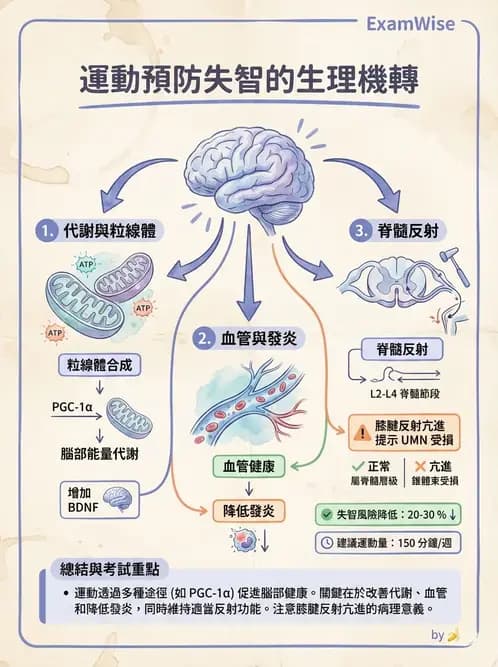 物治 - 神經系統生理 - AI 圖文解析預覽