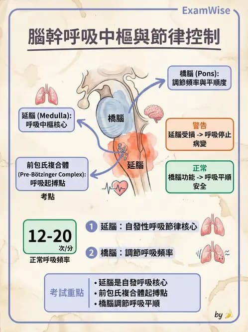 物治 - 呼吸生理 - AI 圖文解析預覽