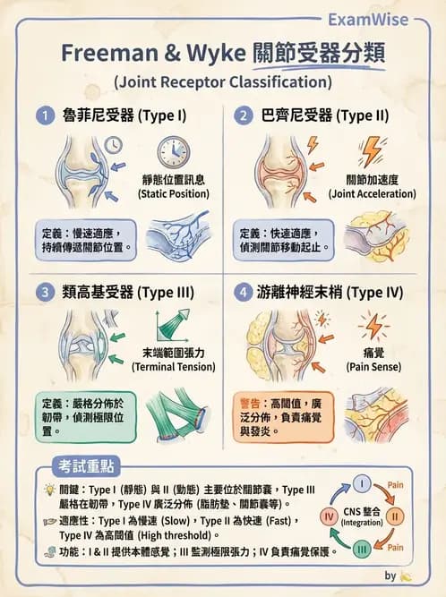 物治 - 肌肉力學與感覺運動控制 - AI 圖文解析預覽