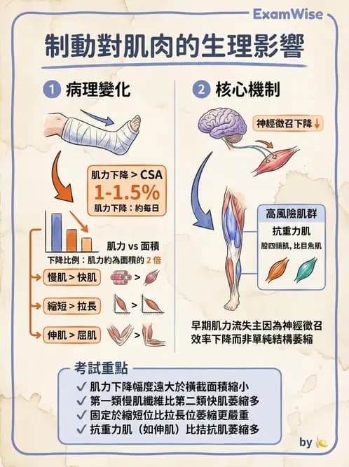 物治 - 肌肉力學與感覺運動控制 - AI 圖文解析預覽