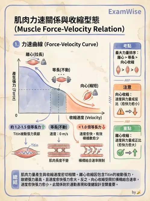 物治 - 肌肉力學與感覺運動控制 - AI 圖文解析預覽