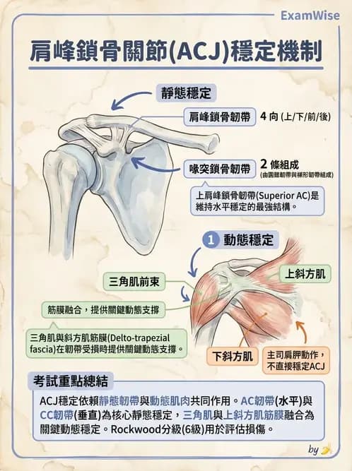 物治 - 肩關節複合體生物力學 - AI 圖文解析預覽