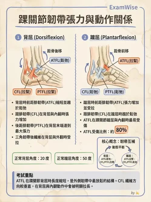 物治 - 踝與足部肌動學與生物力學 - AI 圖文解析預覽
