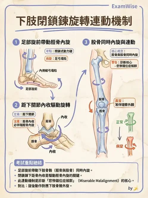 物治 - 踝與足部肌動學與生物力學 - AI 圖文解析預覽