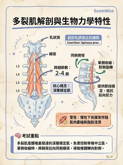 物治 - 軀幹肌動學與生物力學 - AI 圖文解析預覽