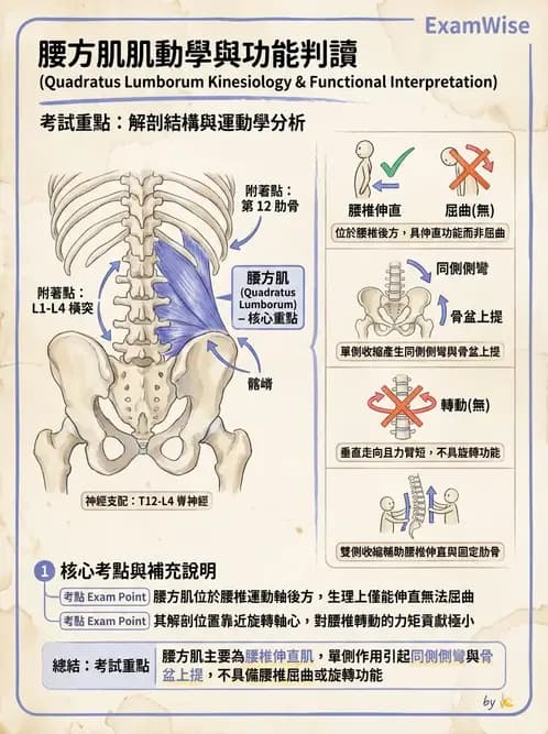 物治 - 軀幹肌動學與生物力學 - AI 圖文解析預覽