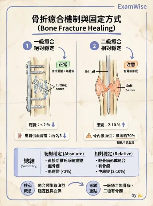 物治 - 骨科與外科疾病 - AI 圖文解析預覽
