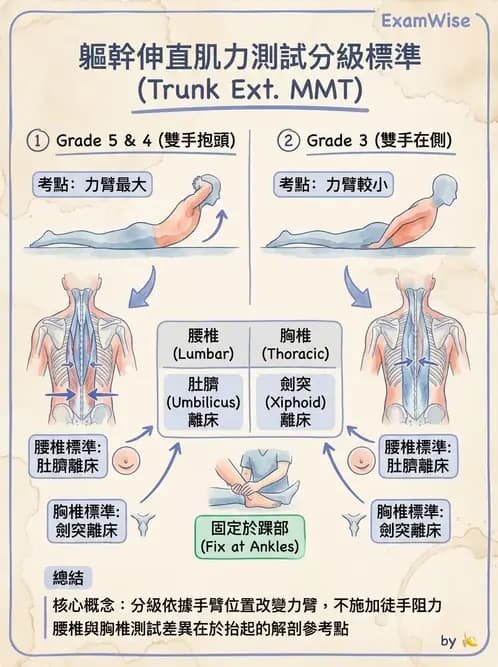 物治 - MMT通則、頭頸與軀幹 - AI 圖文解析預覽