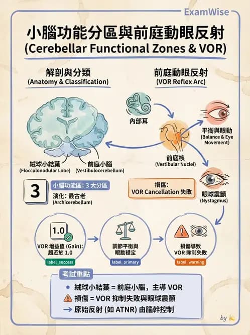 物治 - 小腦疾病物理治療 - AI 圖文解析預覽