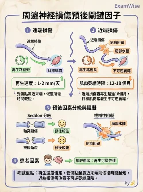 物治 - 周邊神經損傷與復健 - AI 圖文解析預覽
