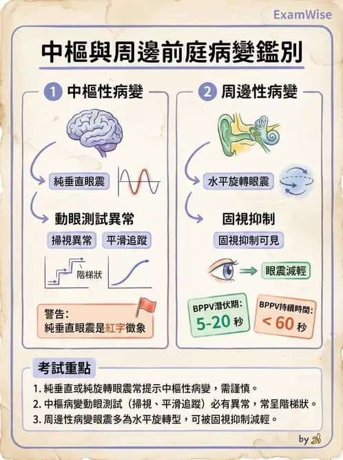 物治 - 前庭系統與前庭復健 - AI 圖文解析預覽