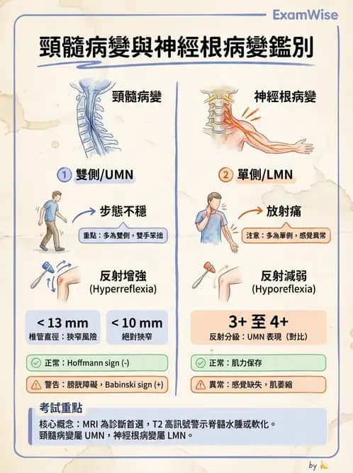 物治 - 頸椎評估與病理 - AI 圖文解析預覽