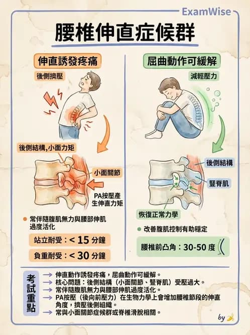 物治 - 腰椎穩定訓練與治療原則 - AI 圖文解析預覽