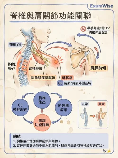 物治 - 肩胛生物力學與神經損傷 - AI 圖文解析預覽