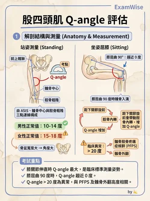 物治 - 髕股關節疼痛與伸展機制 - AI 圖文解析預覽