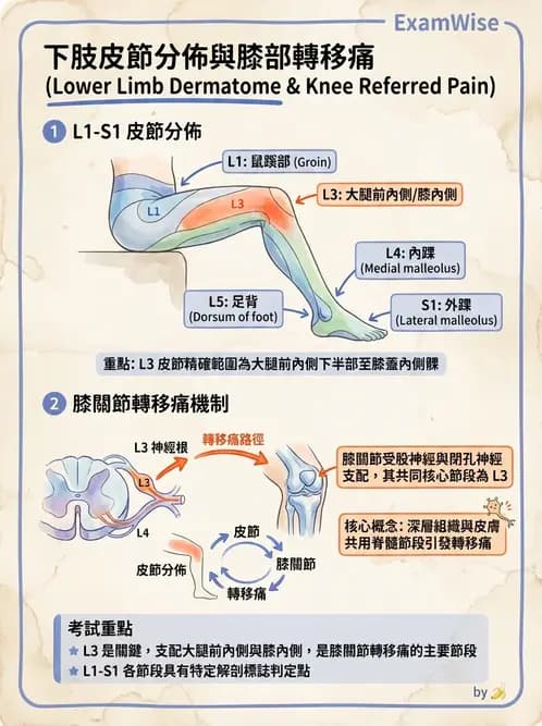 物治 - 膝關節生物力學與退化性疾病 - AI 圖文解析預覽