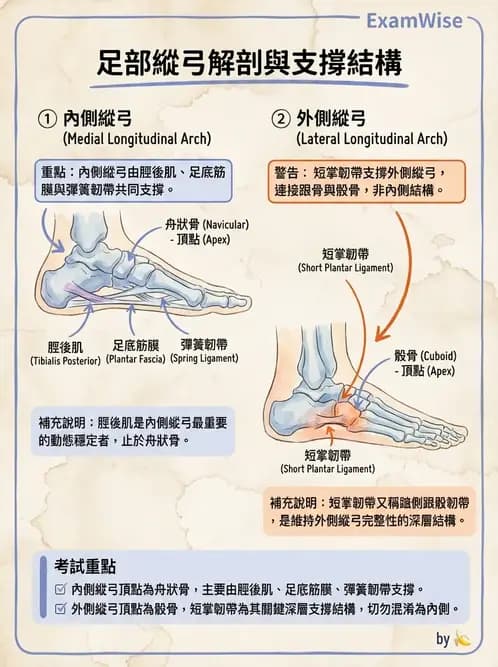 物治 - 足部病變與輔具評估 - AI 圖文解析預覽