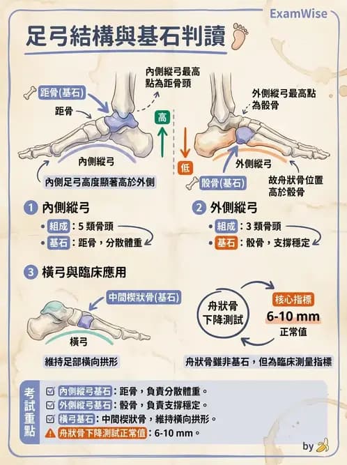 物治 - 骨骼與關節解剖 - AI 圖文解析預覽