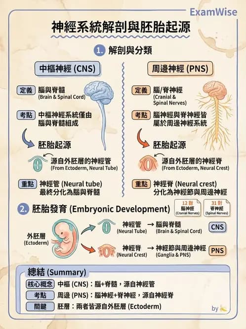 物治 - 中樞神經系統解剖 - AI 圖文解析預覽