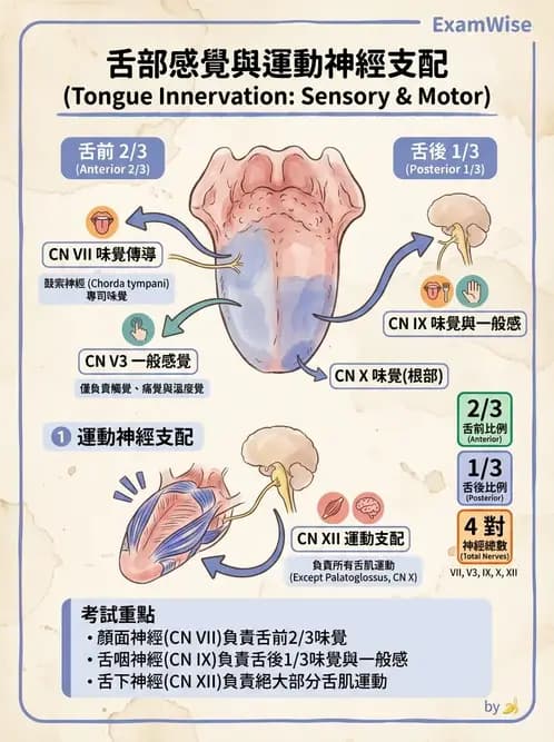 物治 - 腦神經與脊神經解剖 - AI 圖文解析預覽