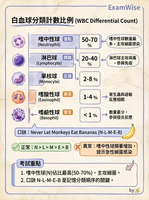 物治 - 心臟血管與血液解剖 - AI 圖文解析預覽